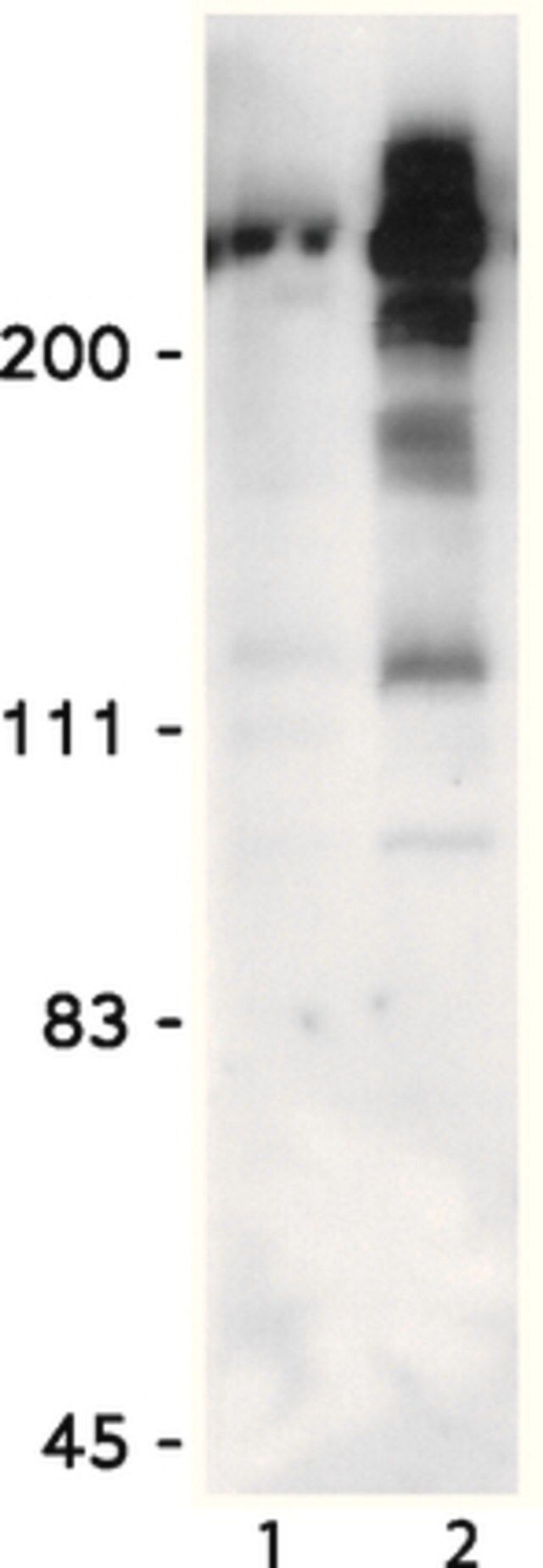 Anti Phospho Ser Thr Pro MPM 2 Antibody